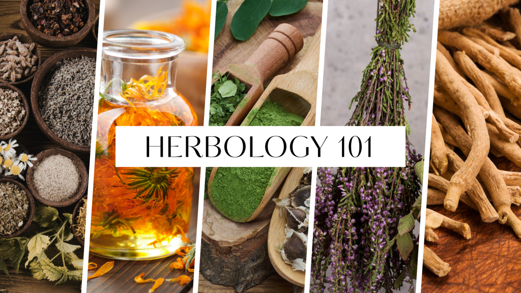 Herbology 101: A Beginner’s Guide to the Herbal&nbsp;Kitchen
