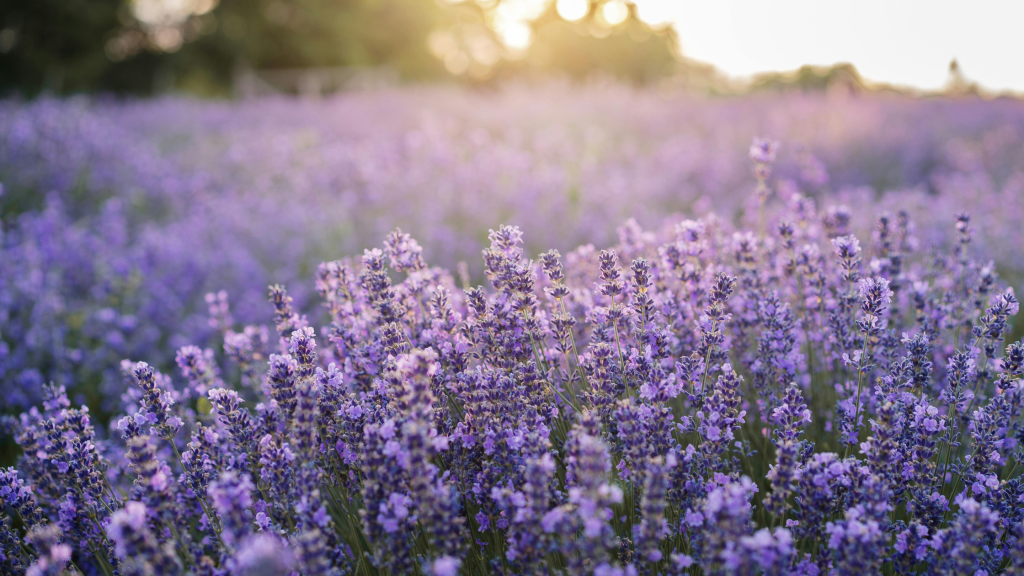 Lavender plant in bloom with purple flowers growing naturally, used in herbal medicine and calming remedies