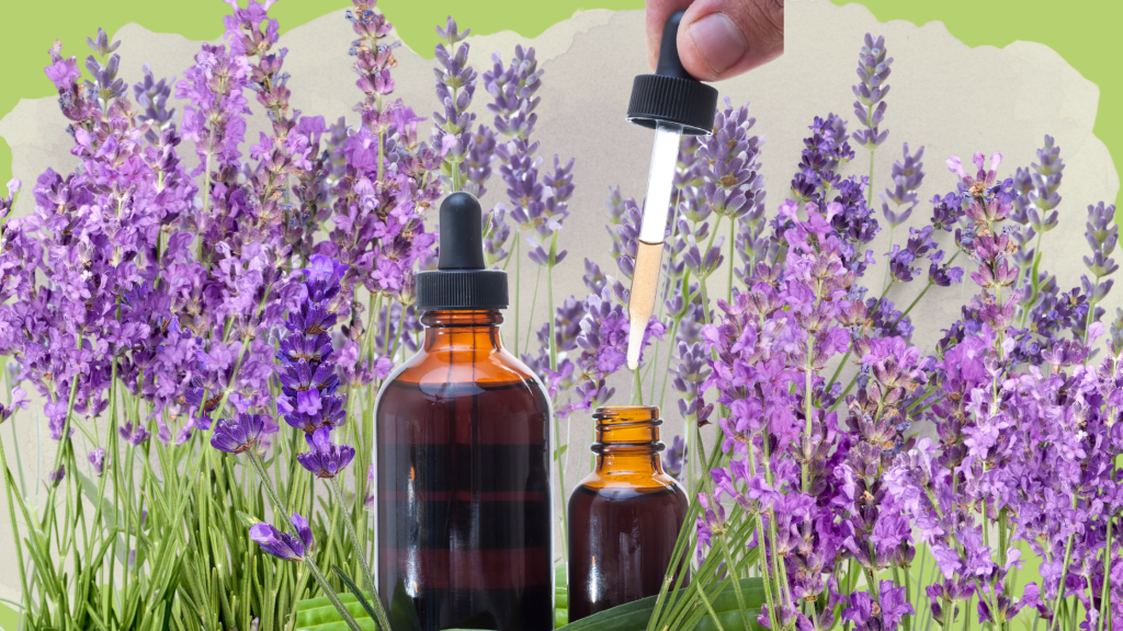 Homemade lavender tincture in a glass jar with dried lavender buds for herbal remedy use