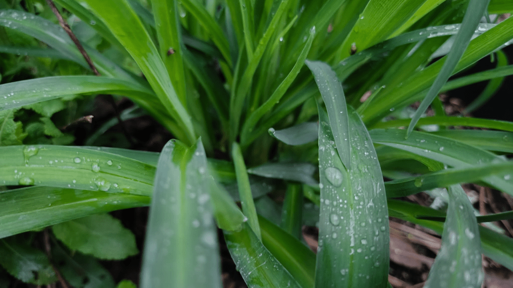 rain on plants in Cherokee County, Georgia after a night of thunder and lightning.