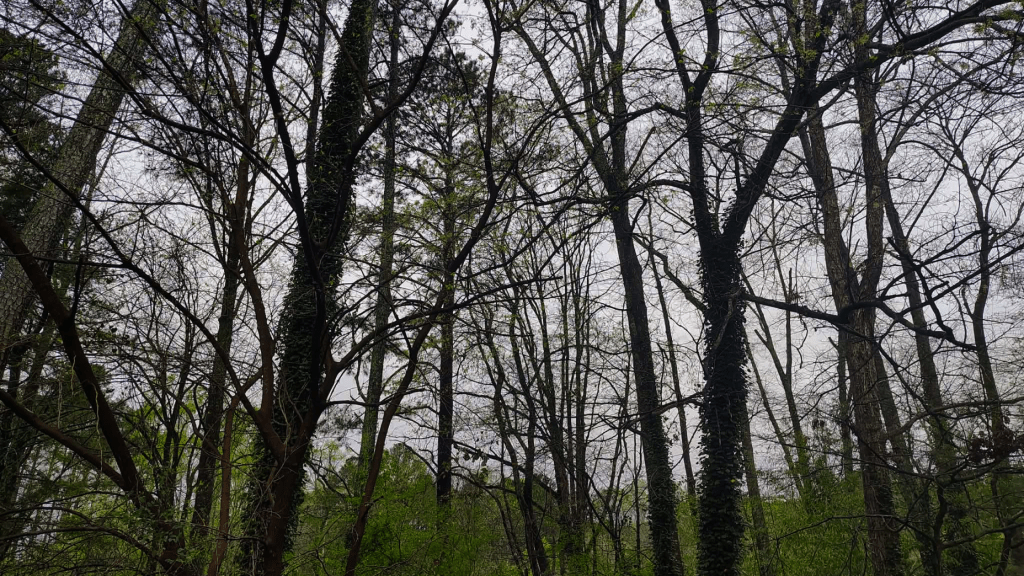 Storm clouds gathering over Cherokee County, Georgia after a night of thunder and lightning.