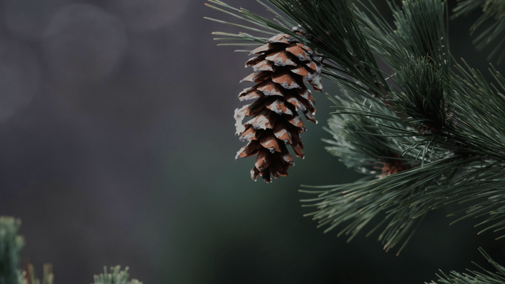 brown pinecone hangs from pine tree branch with gray background