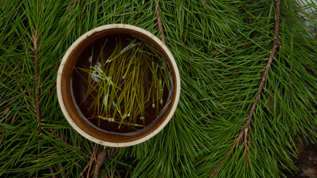 Homemade pine soda in a glass with bubbles and pine needles