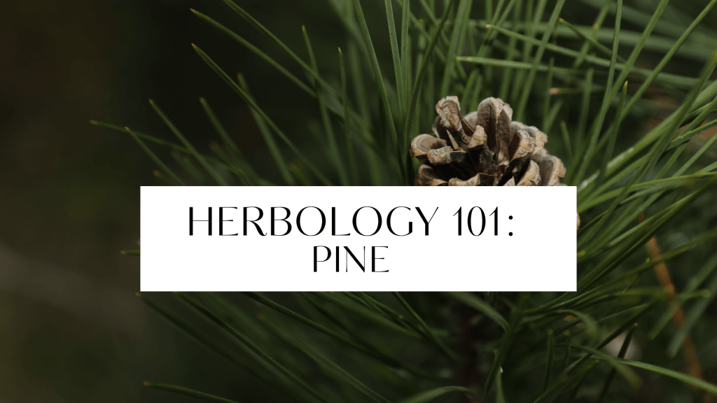 Pine branches in soft forest light with text overlay reading Herbology 101: Pine